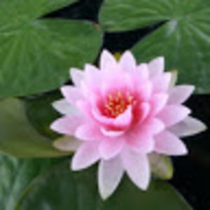 Meet your Posher, Marian